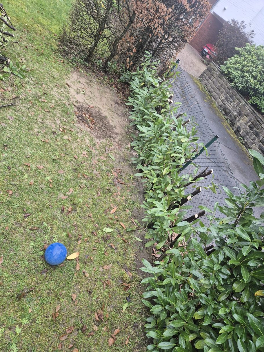 Vorher: Stark überwucherte Hecke und unebener Bereich vor dem Terrassenbau und Pflasterarbeiten in Langenfeld