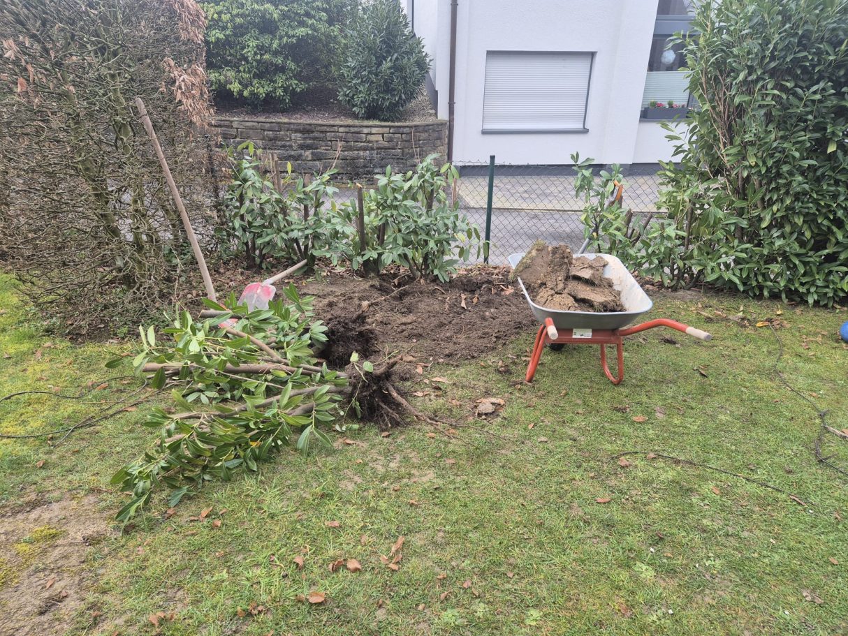 Vorher: Heckenentfernung mit ausgehobener Erde und Schubkarre für Terrassenbau und Pflasterarbeiten in Langenfeld